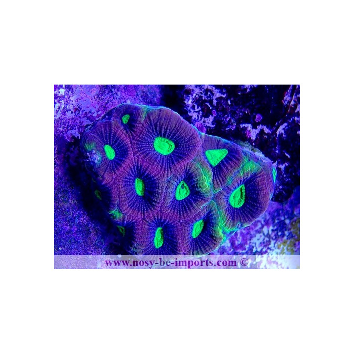 Favites complanata "Dragon Soul"