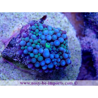 Ricordea Florida