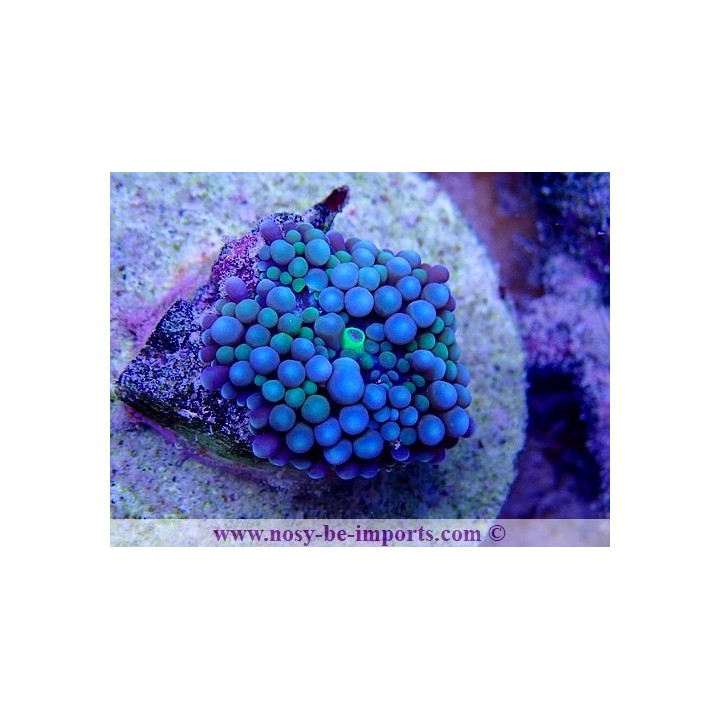Ricordea Florida