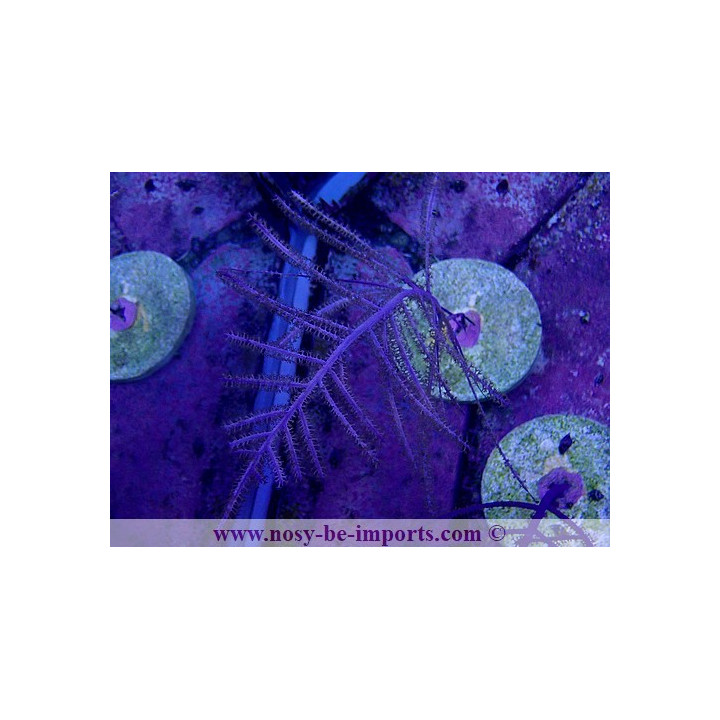 Pseudopterogorgia bipinnata