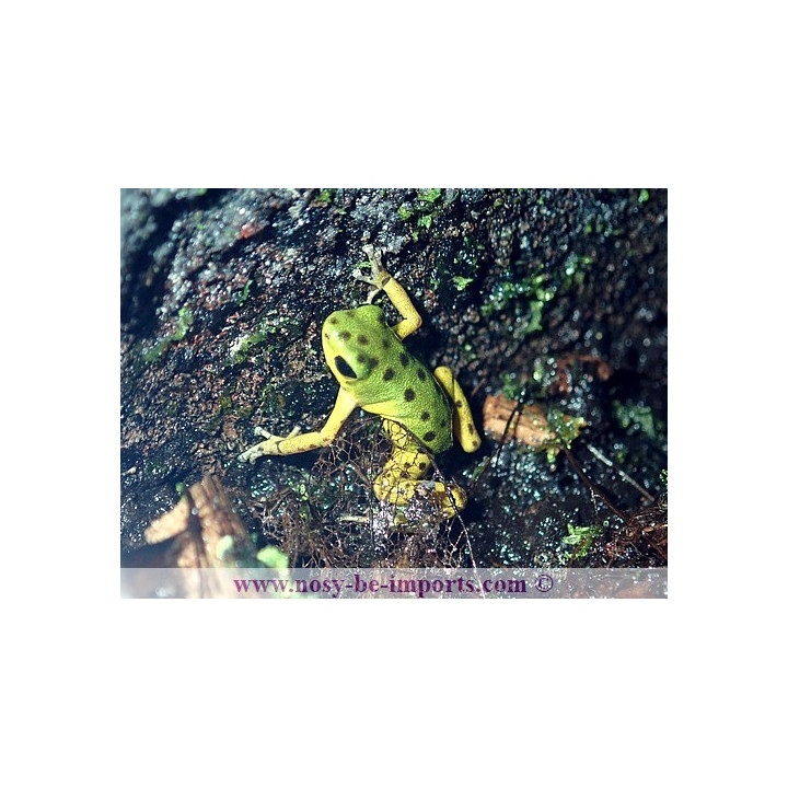 Oophaga pumilio Colon