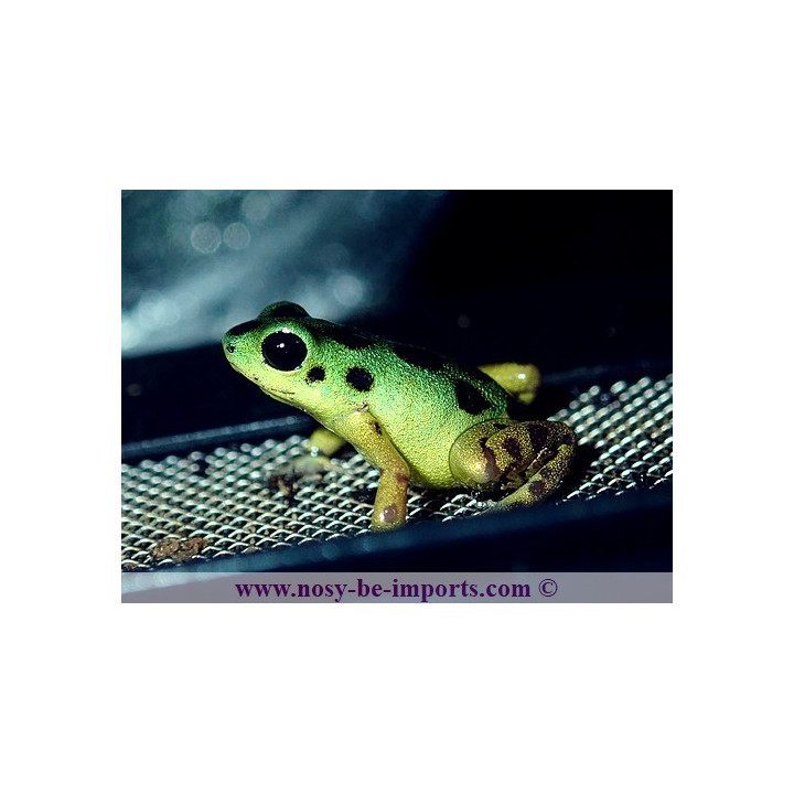 Oophaga pumilio Colon