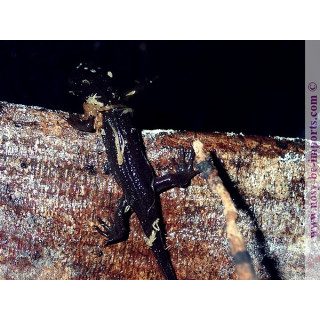 Cynops pyrrhogaster