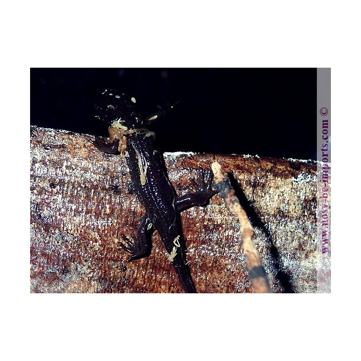 Cynops pyrrhogaster