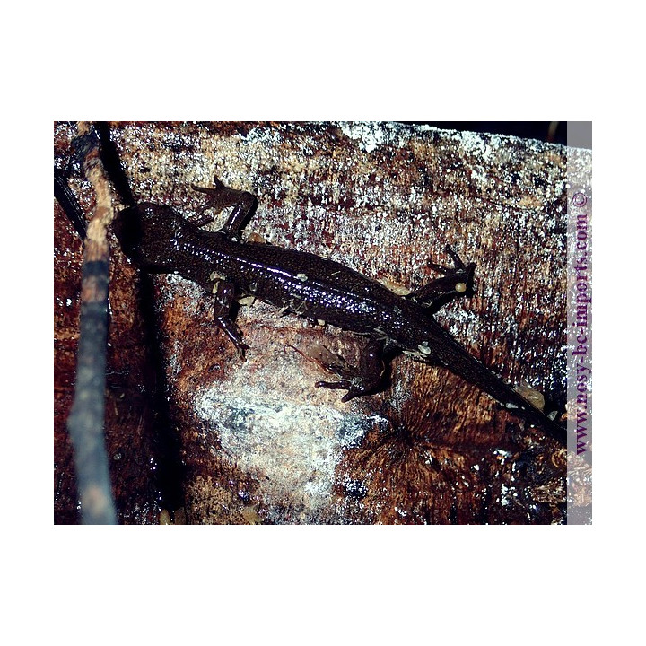 Cynops pyrrhogaster