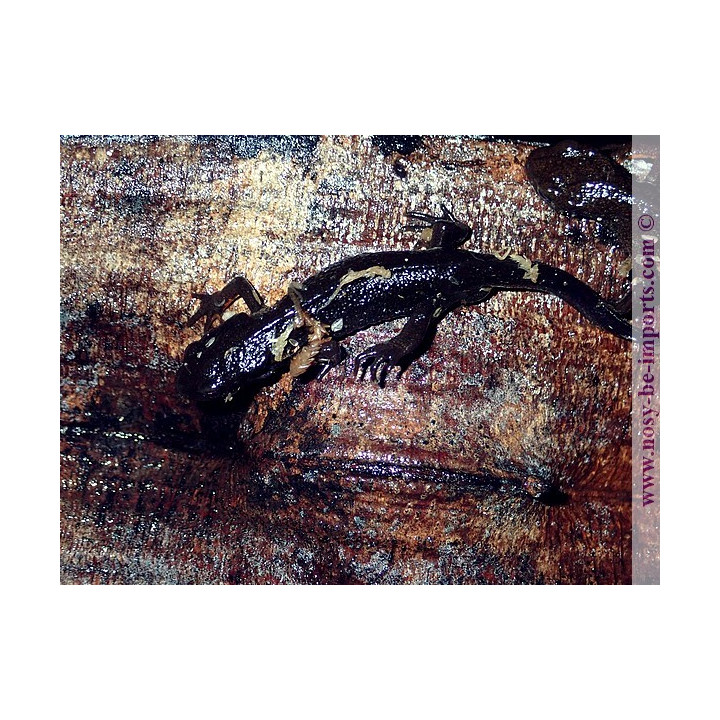 Cynops pyrrhogaster