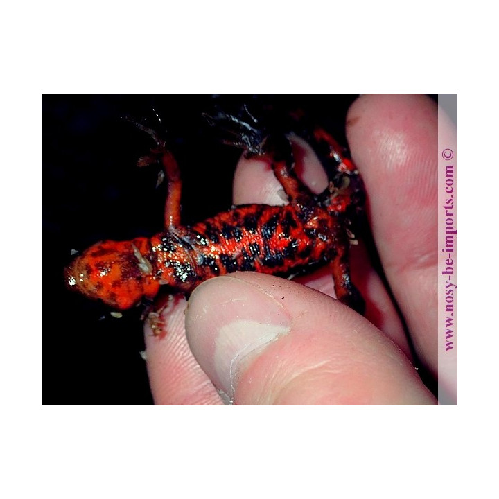 Cynops pyrrhogaster