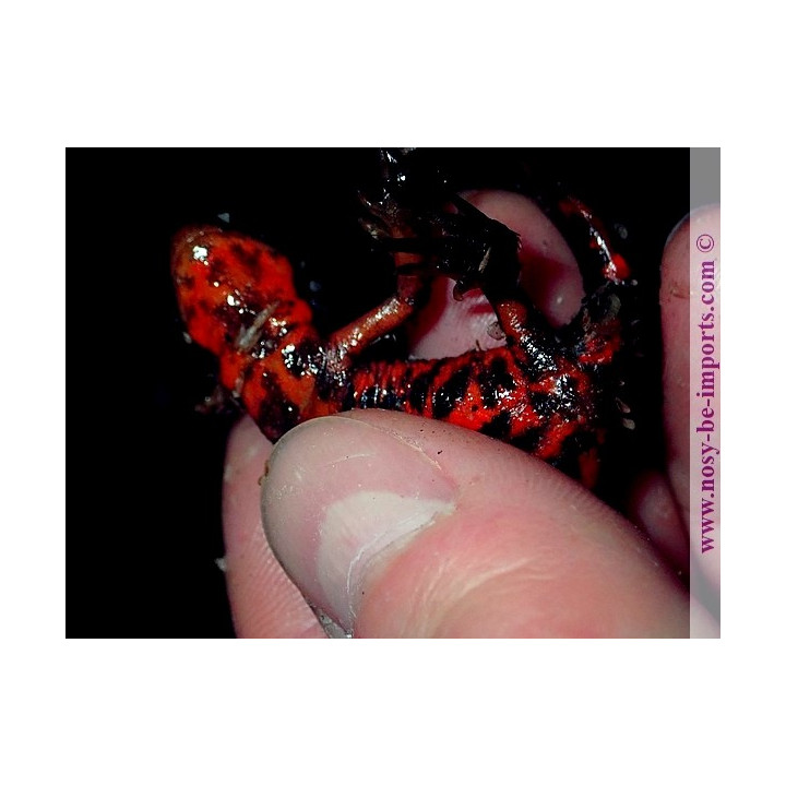 Cynops pyrrhogaster
