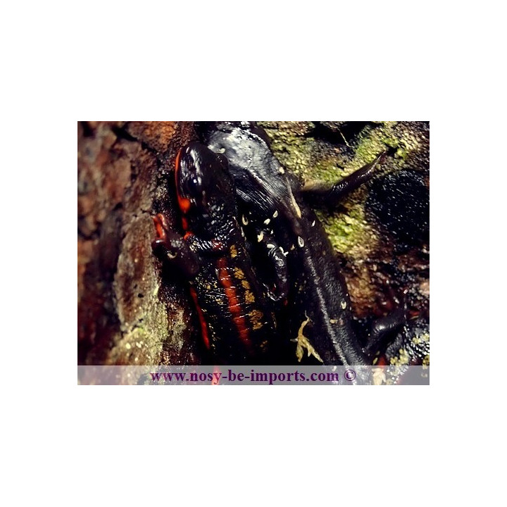 Cynops ensicauda