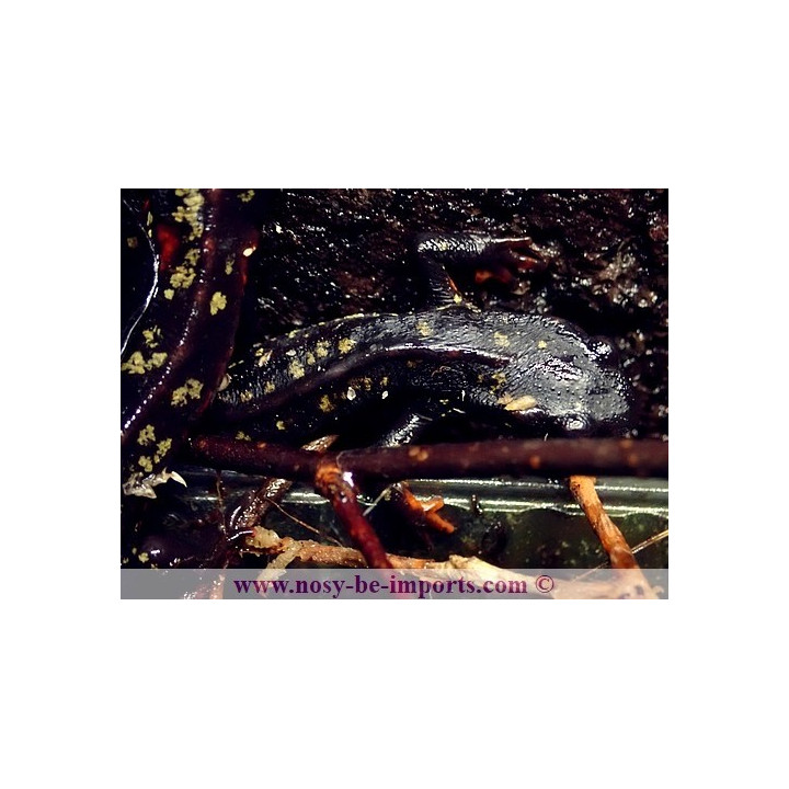 Cynops ensicauda