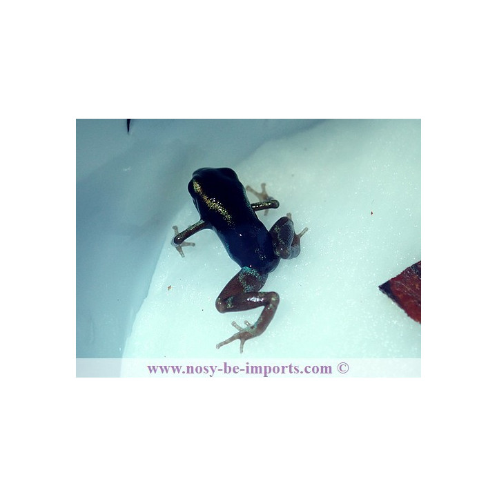 Oophaga pumilio Uyama