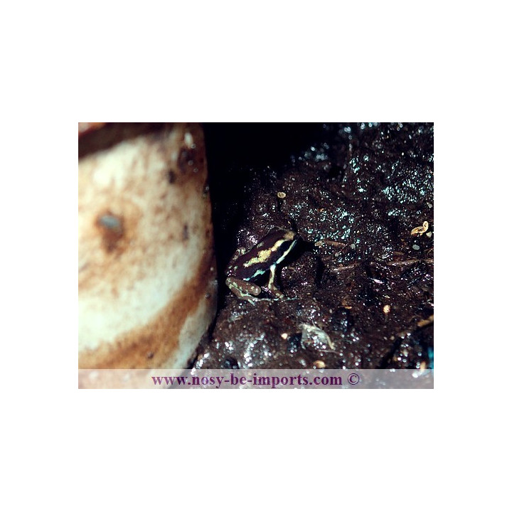 Oophaga pumilio Uyama