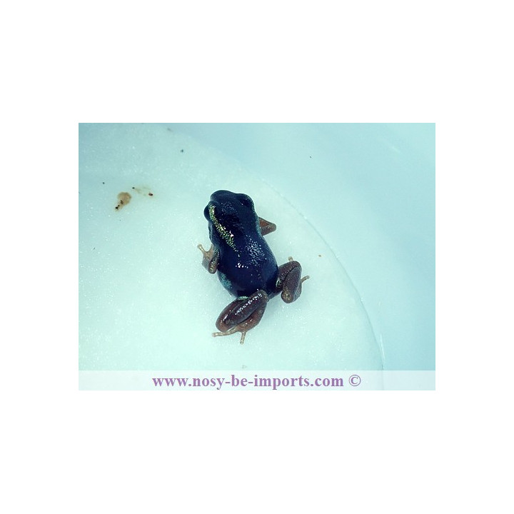 Oophaga pumilio Uyama