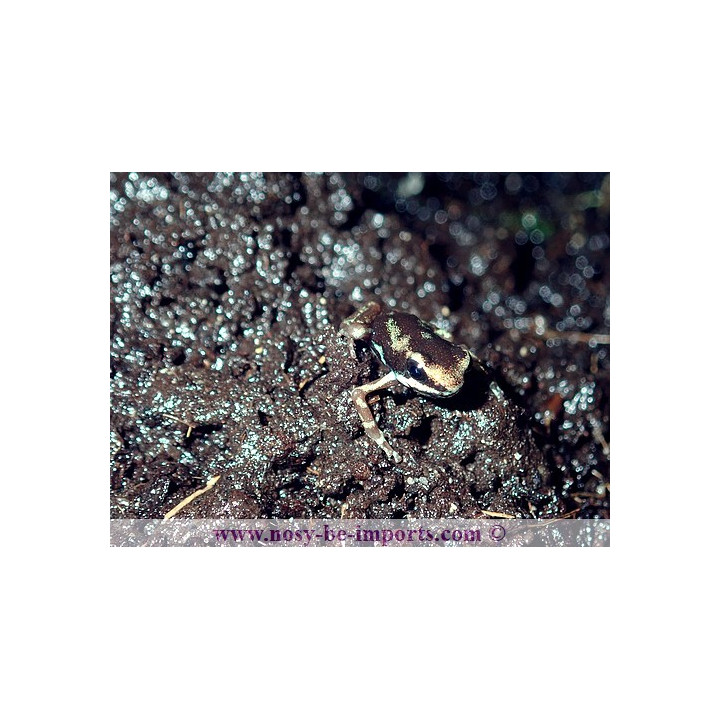 Oophaga pumilio Uyama