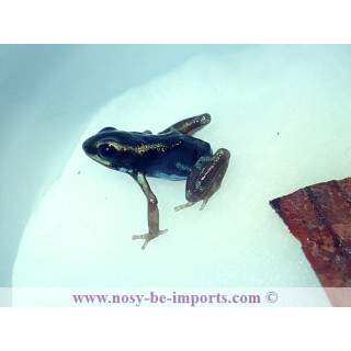 Oophaga pumilio Uyama