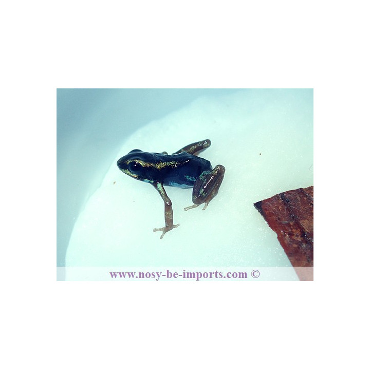 Oophaga pumilio Uyama