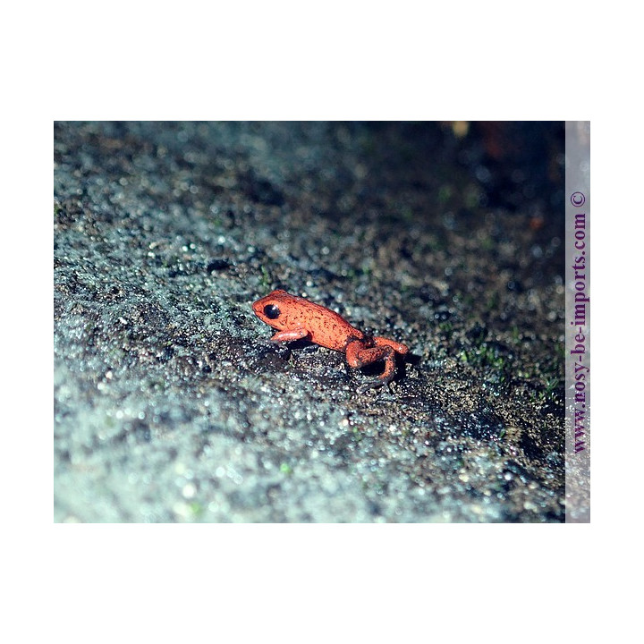 Oophaga pumilio Dorado