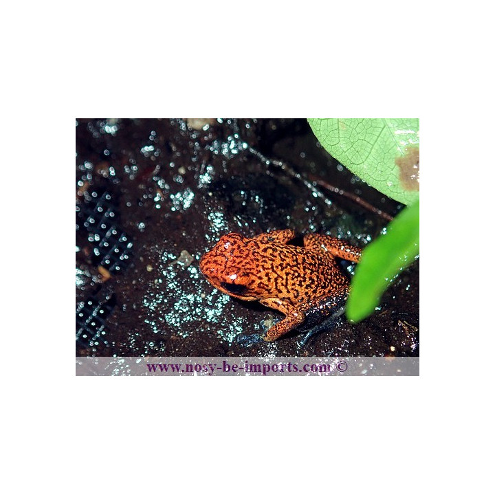 Oophaga pumilio Dorado