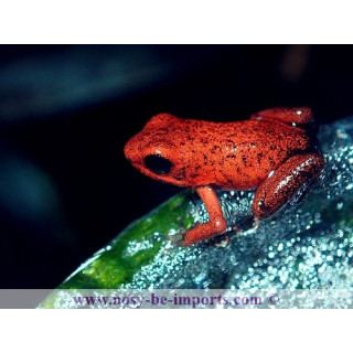 Oophaga pumilio Dorado