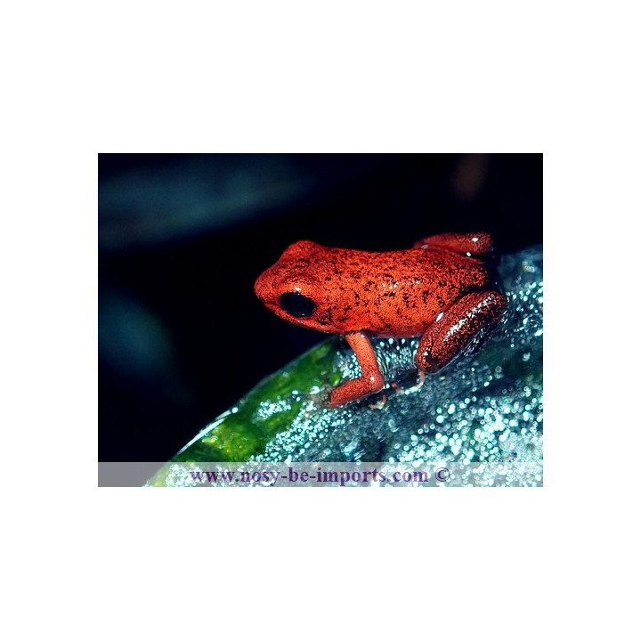 Oophaga pumilio Dorado