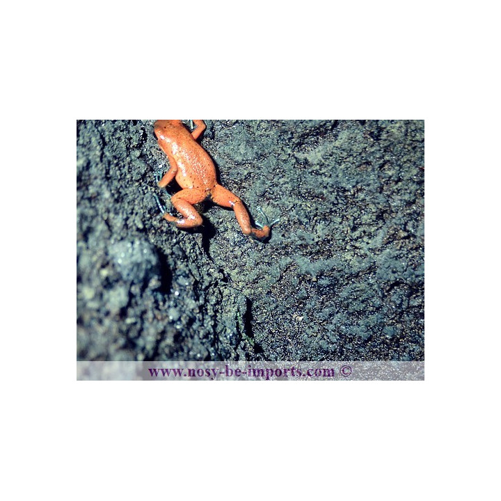 Oophaga pumilio Dorado