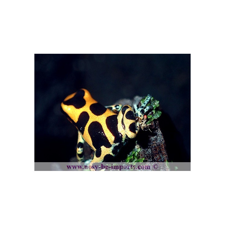 Ranitomeya Imitator intermedius