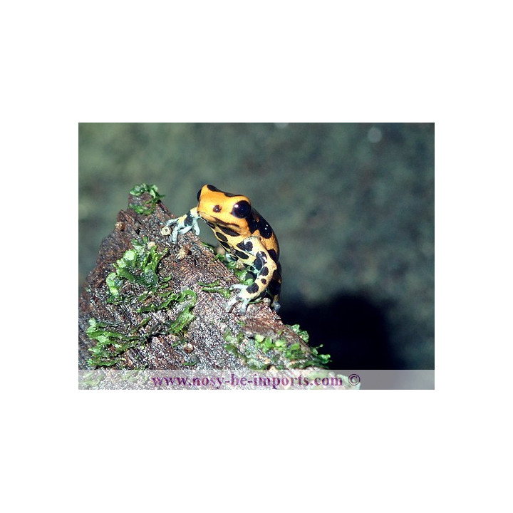 Ranitomeya Imitator intermedius