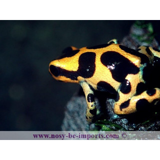Ranitomeya Imitator intermedius