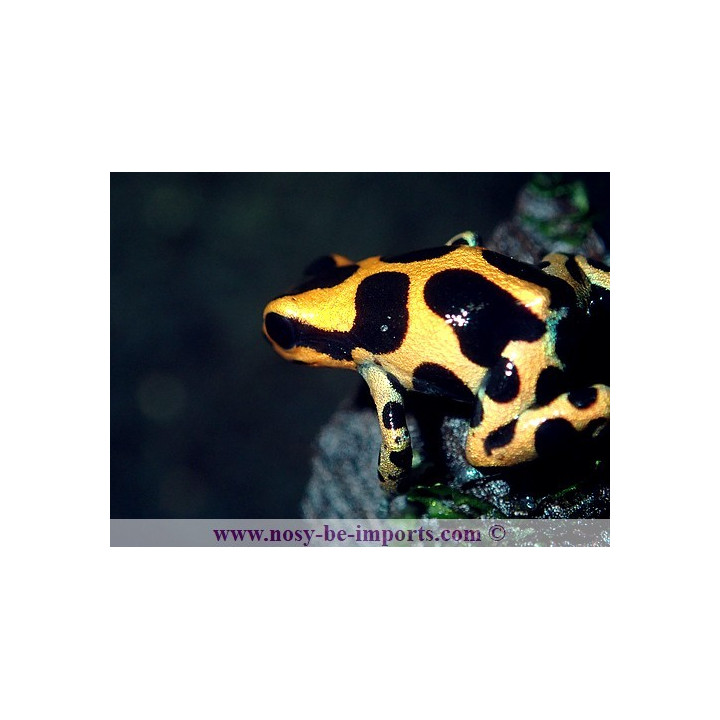 Ranitomeya Imitator intermedius