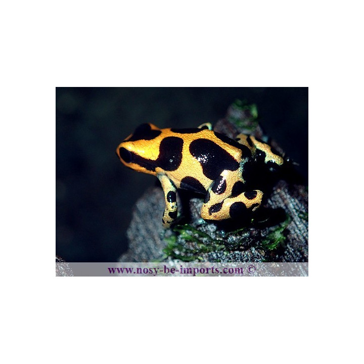 Ranitomeya Imitator intermedius