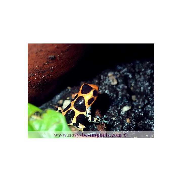 Ranitomeya Imitator intermedius