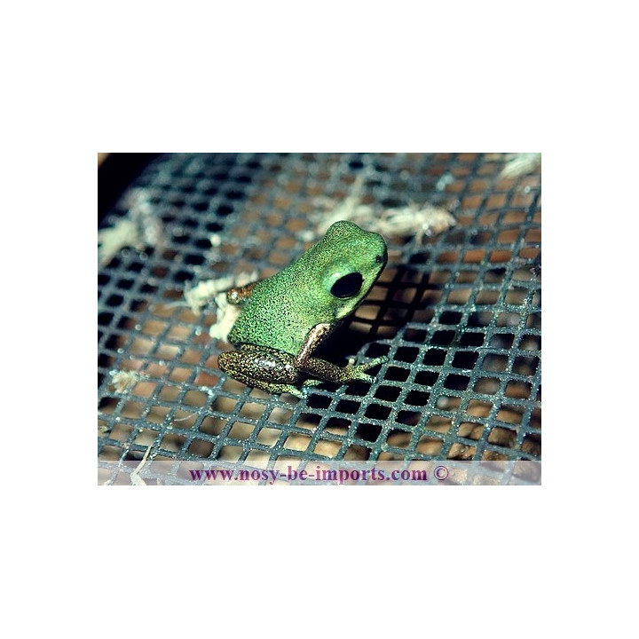 Oophaga pumilio Cayo de Agua