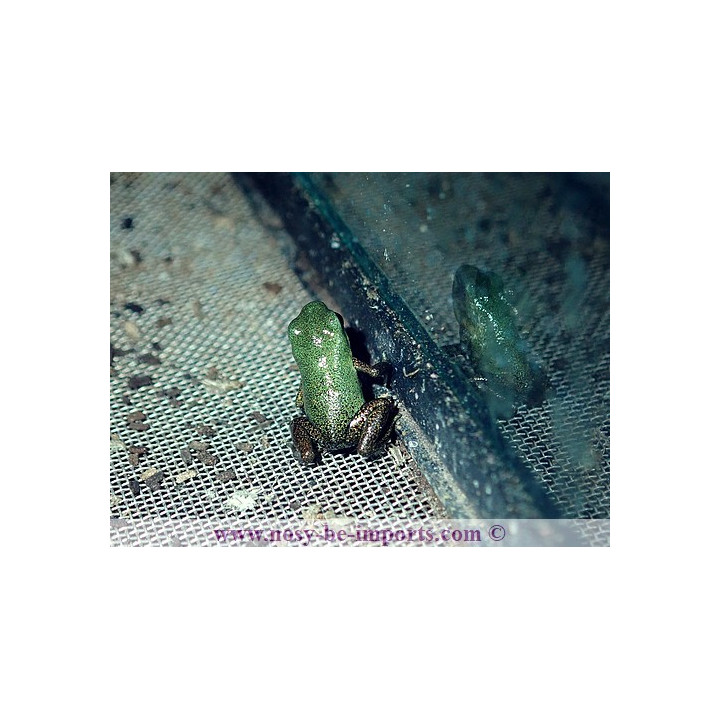Oophaga pumilio Cayo de Agua