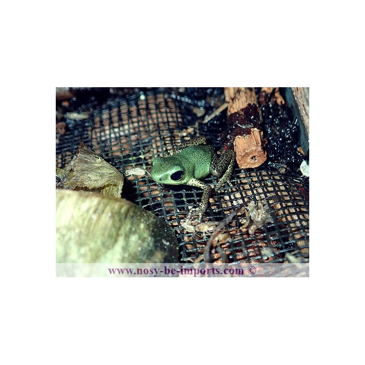 Oophaga pumilio Cayo de Agua
