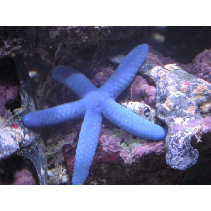 Linckia laevigata - etoile bleue - Blue star