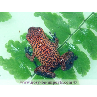 Oophaga pumilio Black jean
