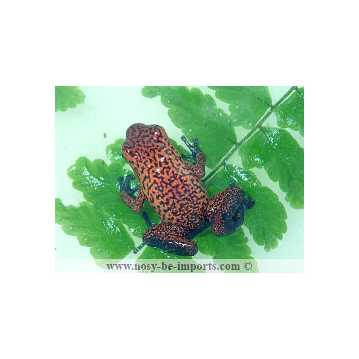 Oophaga pumilio Black jean