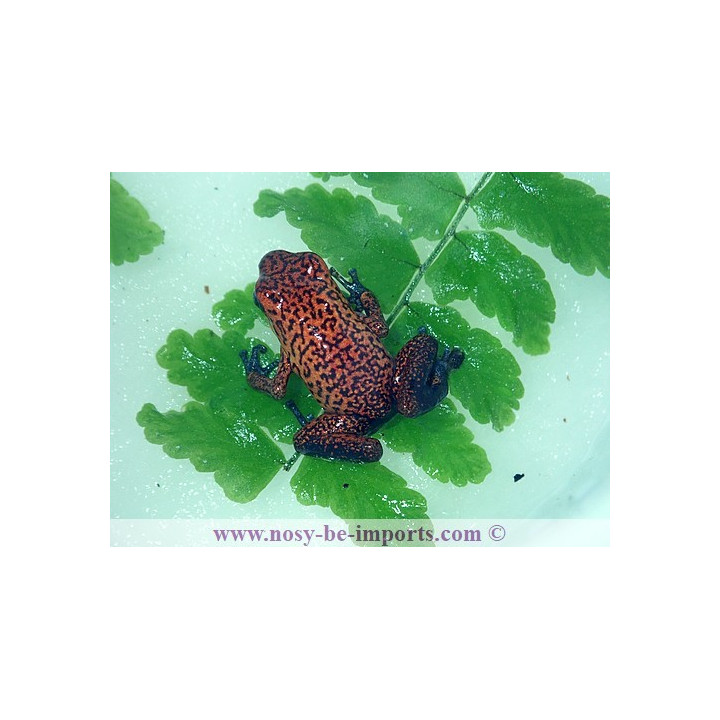 Oophaga pumilio Black jean