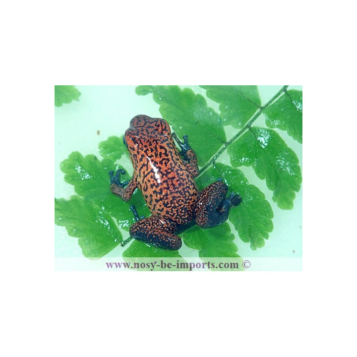 Oophaga pumilio Black jean