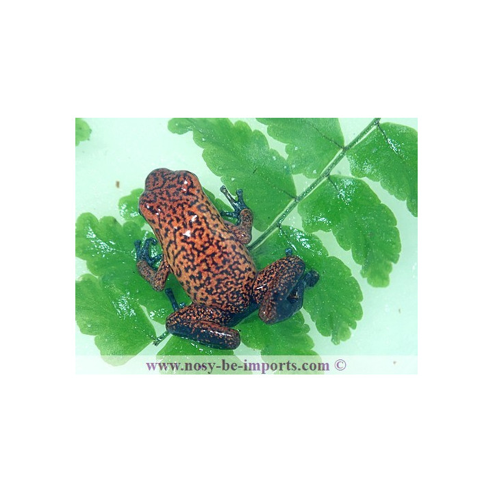 Oophaga pumilio Black jean
