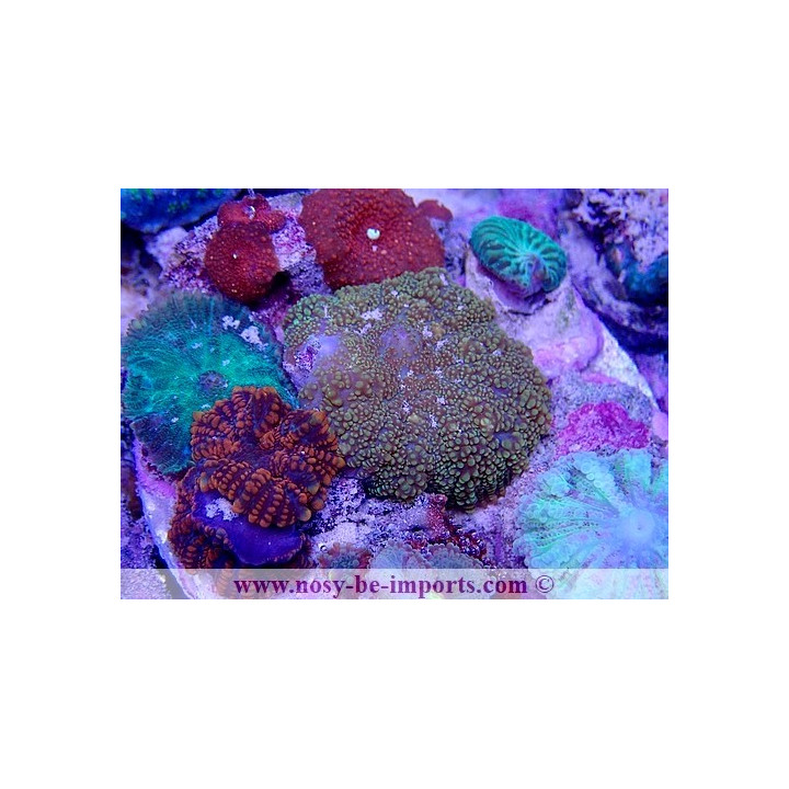 Magic mushroom