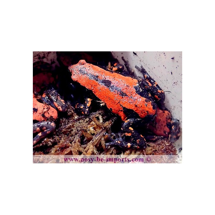 Phrynomerus bifasciatus