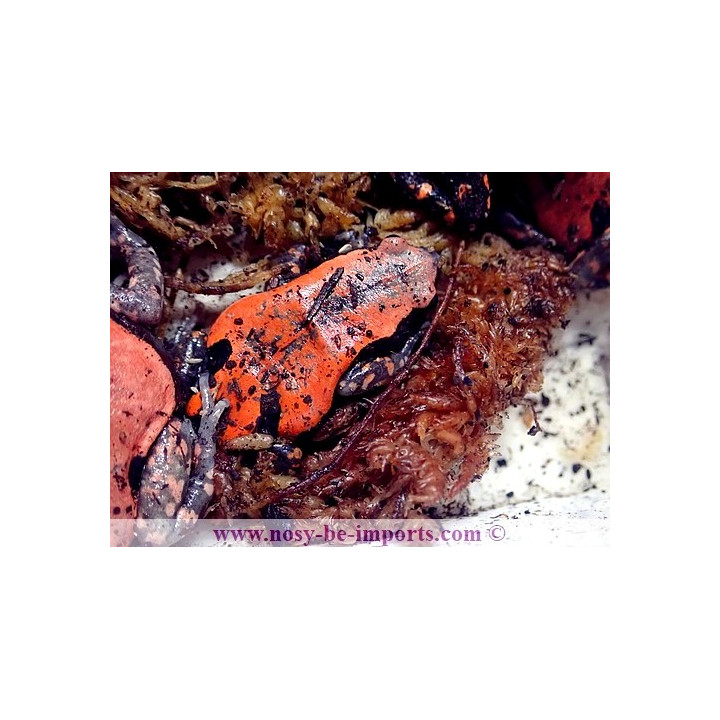 Phrynomerus bifasciatus
