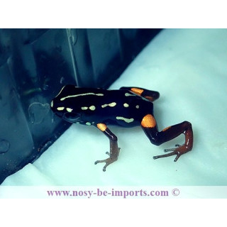 Adelphobates castaneoticus