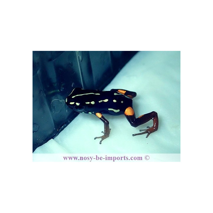 Adelphobates castaneoticus