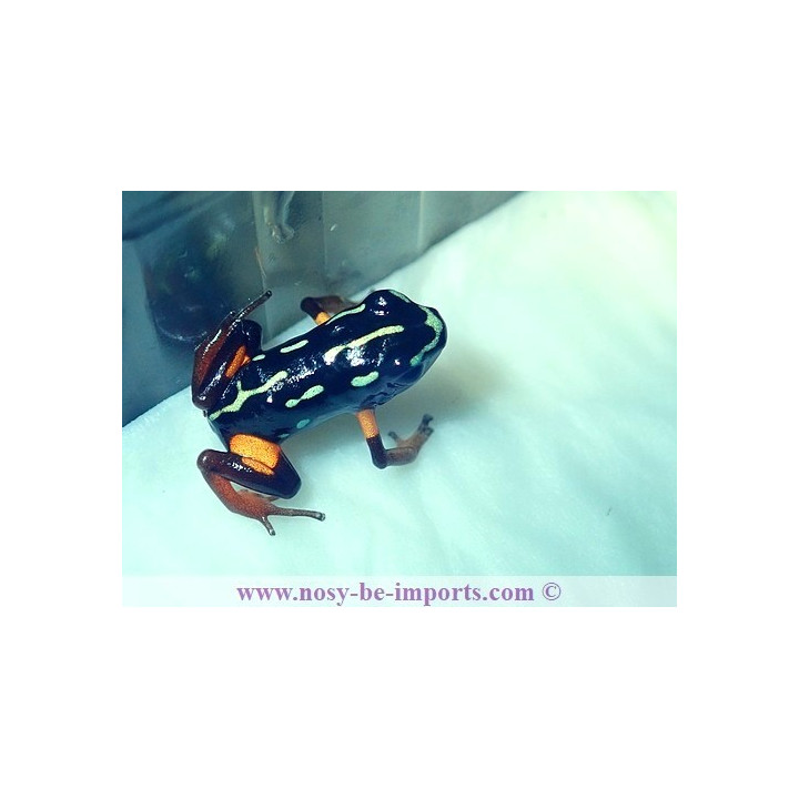 Adelphobates castaneoticus