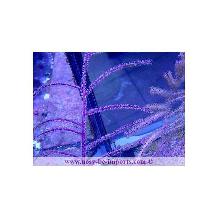 Pseudopterogorgia bipinnata