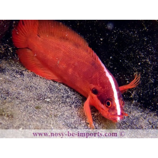 Suttonia lineata