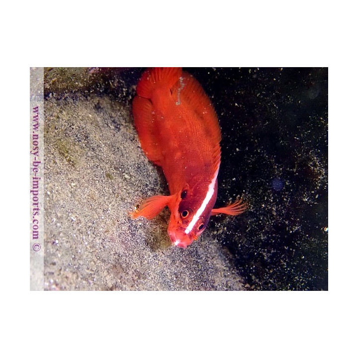 Suttonia lineata