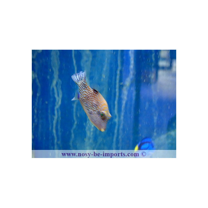 Canthigaster amboinensis